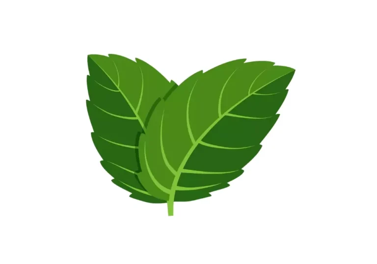 Risk Assessment for Mint Flavour used instead of Mixed Fruit Flavour in Sildenafil Citrate Jelly