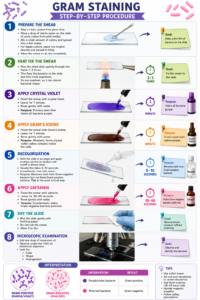 Gram Staining